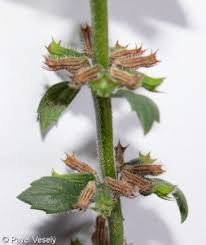 Attēlu rezultāti vaicājumam “Acinos arvensis leaf”