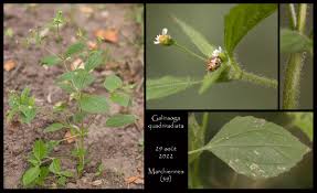 Attēlu rezultāti vaicājumam “Galinsoga quadriradiata”