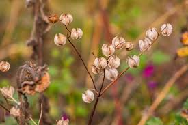 Attēlu rezultāti vaicājumam “Trifolium spadiceum fruit”