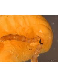 Attēlu rezultāti vaicājumam “Polyzonium germanicum”