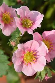 Attēlu rezultāti vaicājumam “Fragaria x ananassa flower”