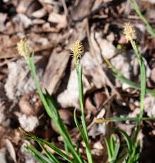 Attēlu rezultāti vaicājumam “Carex caryophyllea leaf”