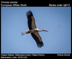 Attēlu rezultāti vaicājumam “Ciconia ciconia”