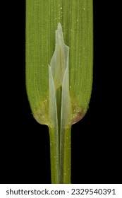 Attēlu rezultāti vaicājumam “Poa trivialis leaf”