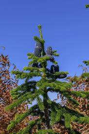 Attēlu rezultāti vaicājumam “Abies mariesii”