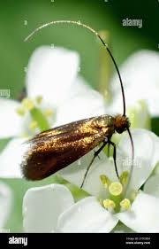 Attēlu rezultāti vaicājumam “Cauchas rufimitrella”