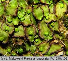 Attēlu rezultāti vaicājumam “Preissia quadrata”