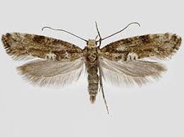 Attēlu rezultāti vaicājumam “Acrolepiopsis assectella”