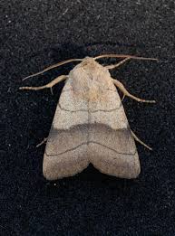 Attēlu rezultāti vaicājumam “Charanyca trigrammica”