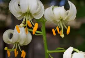 Image result for Lilium martagon Alba