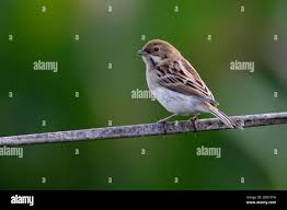 Image result for Emberiza pallasi