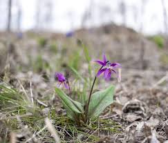 Attēlu rezultāti vaicājumam “Erythronium sibiricum”