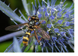 Attēlu rezultāti vaicājumam “Gasteruption jaculator imago”