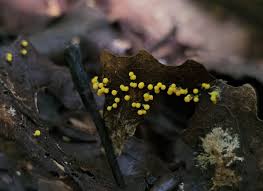 Attēlu rezultāti vaicājumam “Diachea subsessilis”