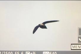 Image result for Hirundapus caudacutus