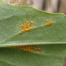 Attēlu rezultāti vaicājumam “Pucciniastrum areolatum”