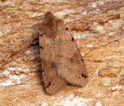 Attēlu rezultāti vaicājumam “Agrochola litura”