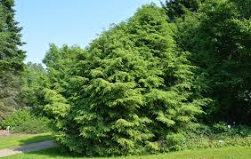 Attēlu rezultāti vaicājumam “Tsuga canadensis”