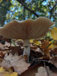 Attēlu rezultāti vaicājumam “Clitocybe nebularis”