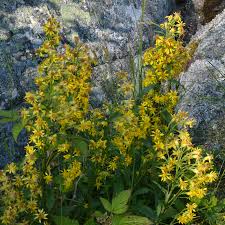 Image result for Solidago virgaurea