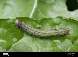 Attēlu rezultāti vaicājumam “Mamestra brassicae”