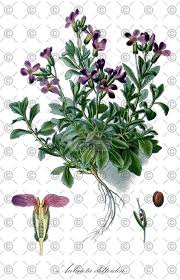 Attēlu rezultāti vaicājumam “Aubrieta deltoidea leaf”