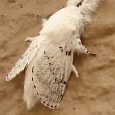 Attēlu rezultāti vaicājumam “Cribraria martinii”