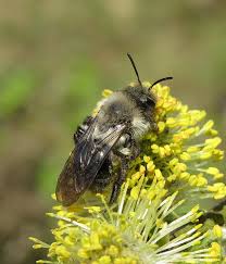 Attēlu rezultāti vaicājumam “Andrena vaga”
