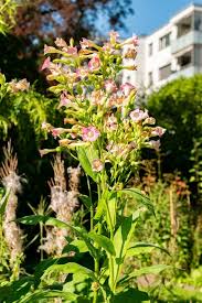 Attēlu rezultāti vaicājumam “Nicotiana tabacum fruit”