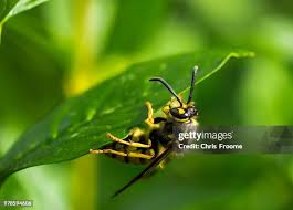 Attēlu rezultāti vaicājumam “Vespula germanica”