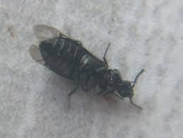 Attēlu rezultāti vaicājumam “Dasytes caeruleus imago”