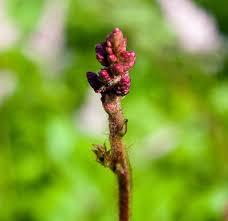 Attēlu rezultāti vaicājumam “Astilbe chinensis bud”