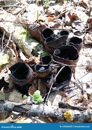 Attēlu rezultāti vaicājumam “Urnula craterium”