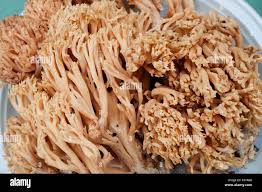 Attēlu rezultāti vaicājumam “Ramaria formosa”