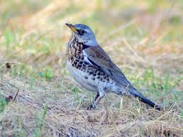 Attēlu rezultāti vaicājumam “Turdus pilaris”