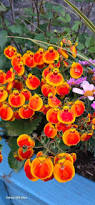 Image result for Calceolaria integrifolia