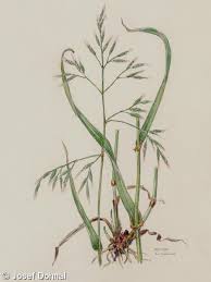 Attēlu rezultāti vaicājumam “Festuca gigantea”