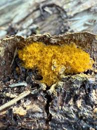 Attēlu rezultāti vaicājumam “Oligonema persimile”