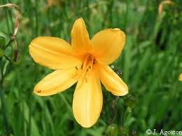 Attēlu rezultāti vaicājumam “Hemerocallis lilioasphodelus”