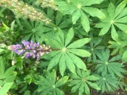 Attēlu rezultāti vaicājumam “Lupinus polyphyllus leaf”