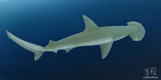 Image result for Sphyrna