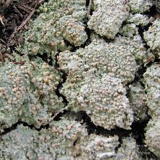 Attēlu rezultāti vaicājumam “Icmadophila ericetorum”