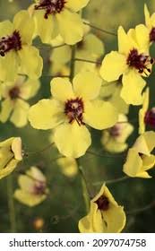 Attēlu rezultāti vaicājumam “Scrophulariaceae”