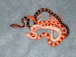 baby corn snakes by ~leopardqueen on deviantART
