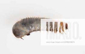 Attēlu rezultāti vaicājumam “Melolontha melolontha imago”