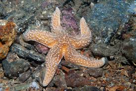 Image result for Asterias rubens