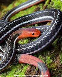 Attēlu rezultāti vaicājumam “Lycogala persicum young”