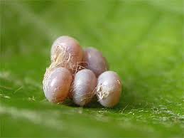 Attēlu rezultāti vaicājumam “Stauropus fagi larva”