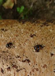 Attēlu rezultāti vaicājumam “Diaperis boleti imago”