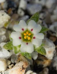 Attēlu rezultāti vaicājumam “Polemoniaceae”